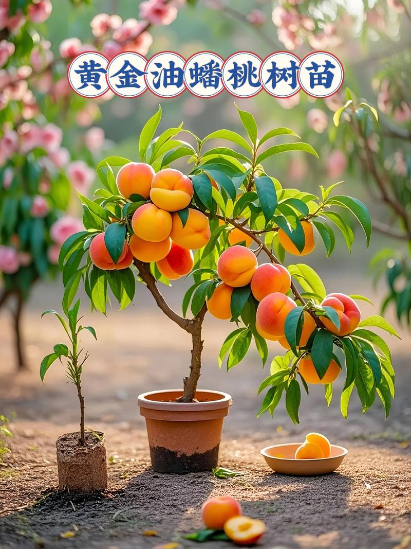 2026年桃树新品种,新手首选中蟠101,追求品质选黄金蜜3号 三大新品种核心维度对比表