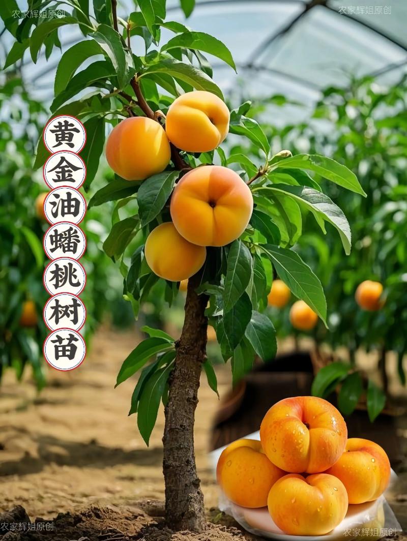 2026年桃树新品种,新手首选中蟠101,追求品质选黄金蜜3号 总结验证