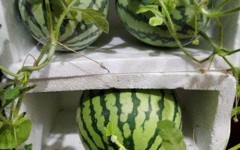 西瓜种子要泡吗？园艺专家告诉你正确做法