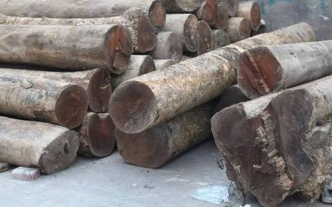 金丝楠木值钱吗？从园艺视角解读其价值与养护要点