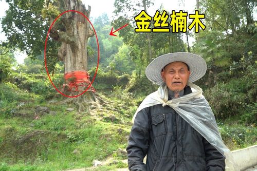 金丝楠木值钱吗?从园艺视角解读其价值与养护要点 结语