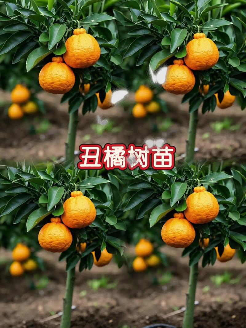 丑柑橘苗多少钱一棵?2026年价格参考与采购指南 五、运输(物流成本占比10%~30%)