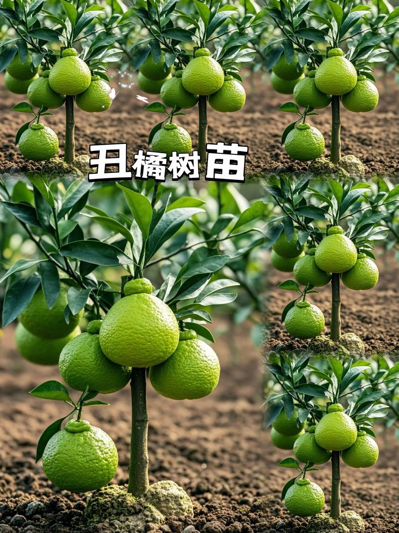 丑柑橘苗多少钱一棵?2026年价格参考与采购指南 采购质量判断:三步法选好苗
