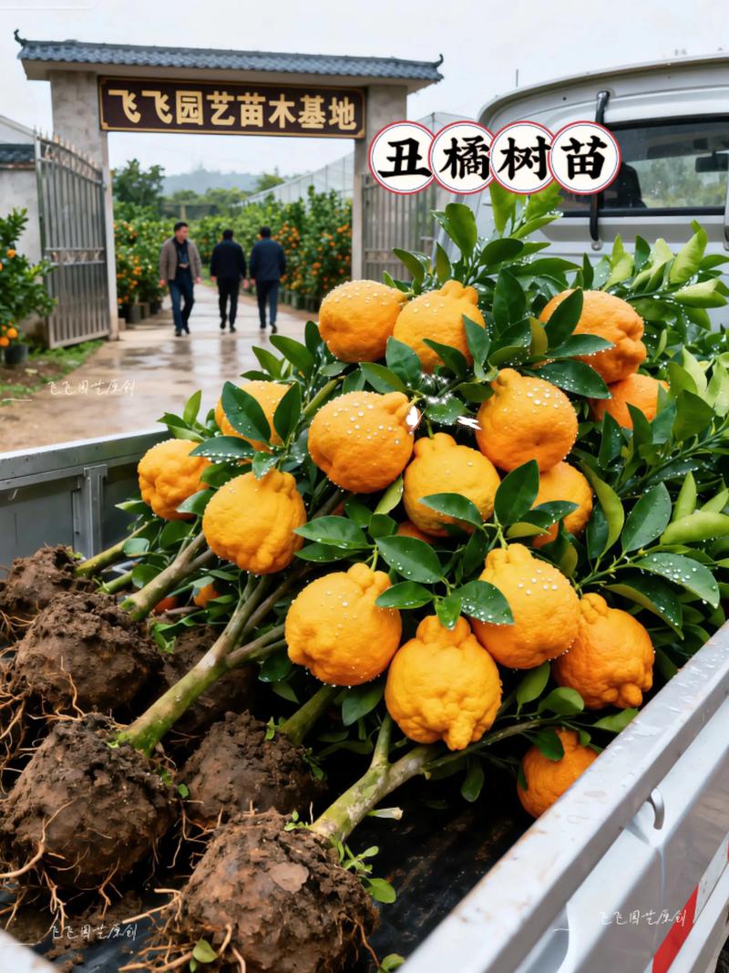 丑柑橘苗多少钱一棵?2026年价格参考与采购指南 丑柑橘苗价格对比表(2026年参考)