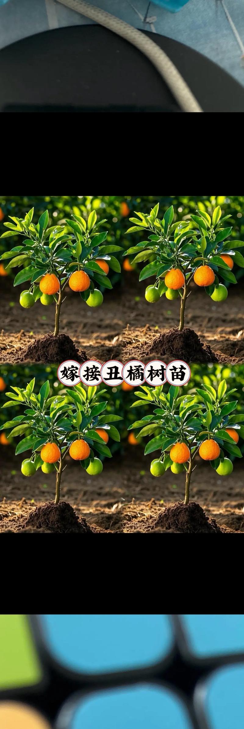 丑柑橘苗多少钱一棵?2026年价格参考与采购指南 常见问题(FAQ)