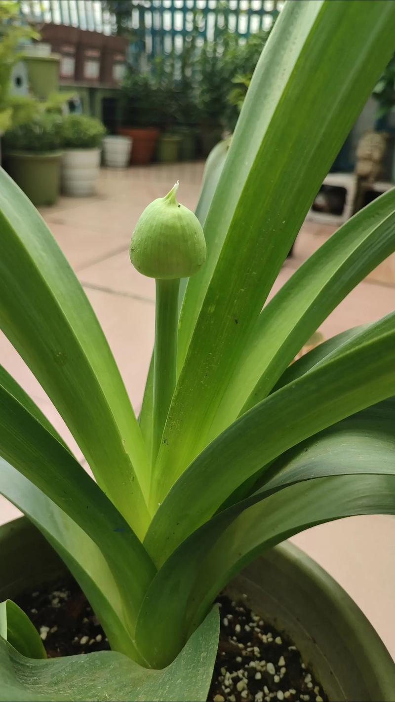 大出气花(大花葱)种植技术指南 四、栽植深度