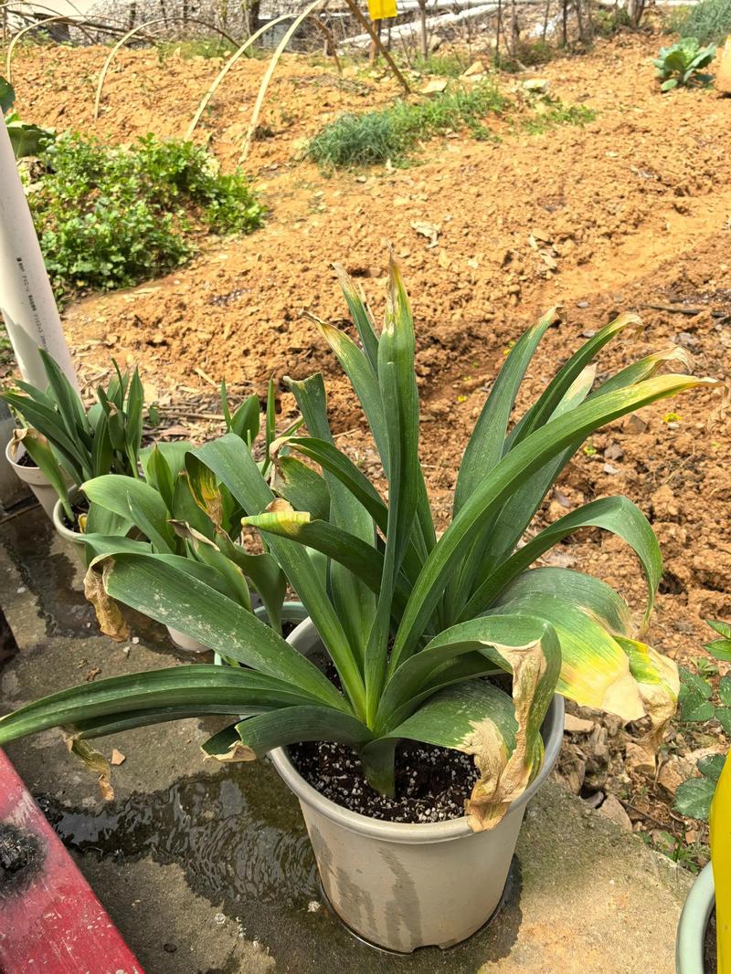 大出气花(大花葱)种植技术指南 六、缓苗期管理