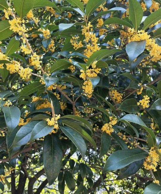 桂花树是什么样的？从形态特征到园林用途的全面解读