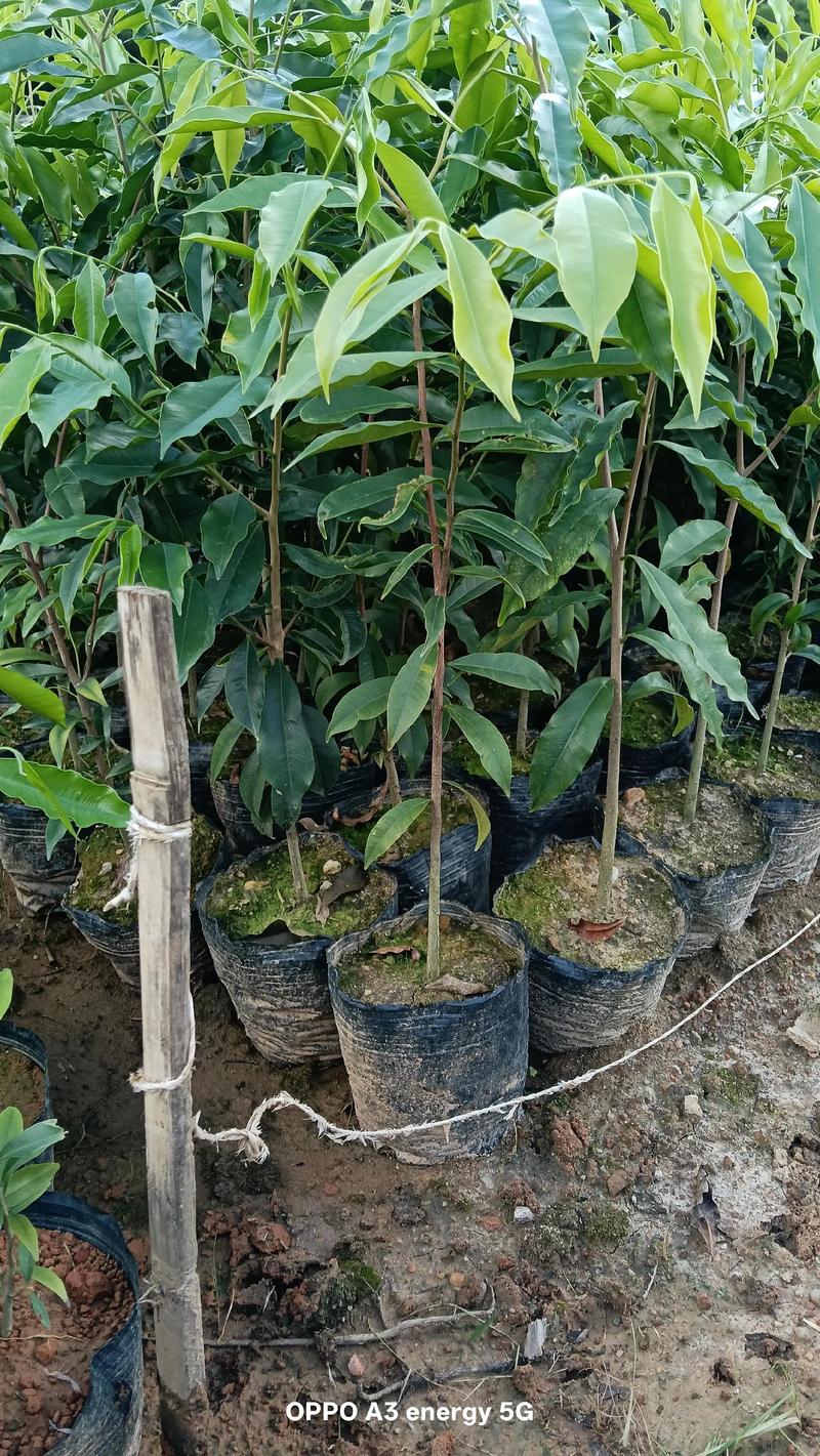 一、食用常识：沉香苗不能吃，但沉香可用于调味