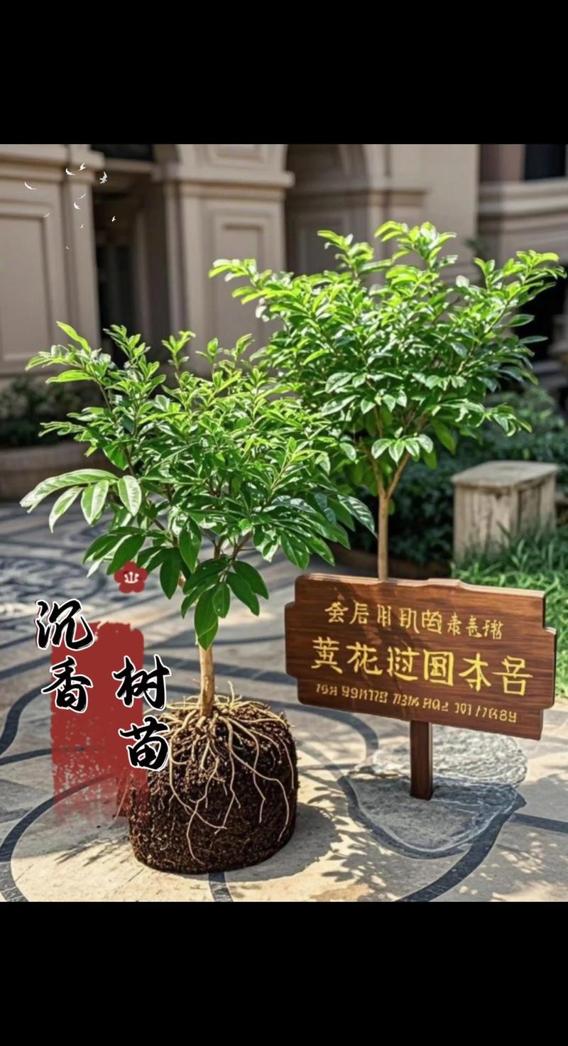 二、药用常识：传统记载中的沉香功效（仅供了解）