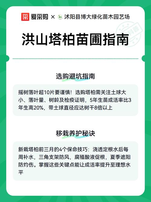 塔柏苗哪里买?2026采购全流程:品种鉴定、规格核验与渠道避坑指南 工程落地备注