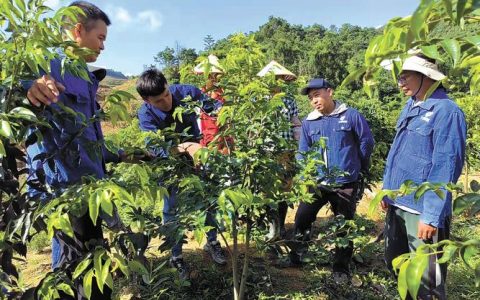 沉香树苗价格多少钱一棵？2024年最新行情与选购指南