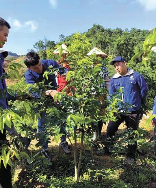 沉香树苗价格多少钱一棵？2024年最新行情与选购指南