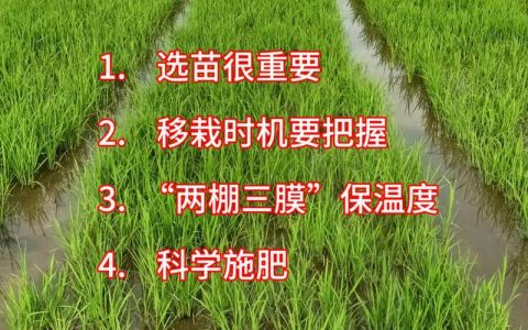 西瓜可以室内种植吗？科学指南与实操方案