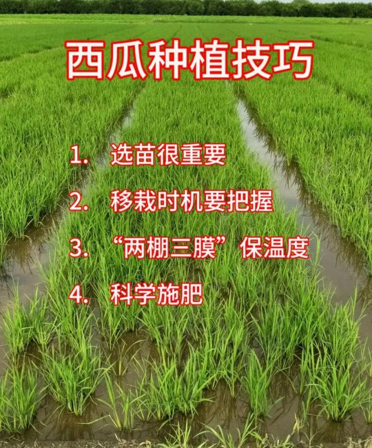 西瓜可以室内种植吗？科学指南与实操方案