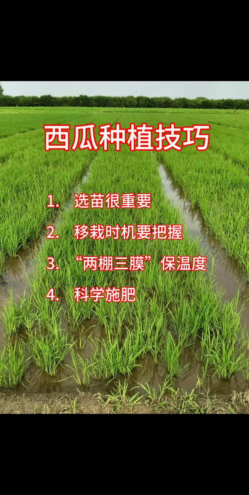 西瓜可以室内种植吗?科学指南与实操方案 一、品种选择:首选小型、早熟、耐阴品种