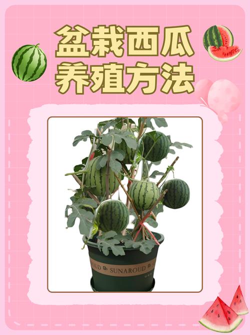 西瓜可以室内种植吗?科学指南与实操方案 总结:室内种西瓜的可行性评估