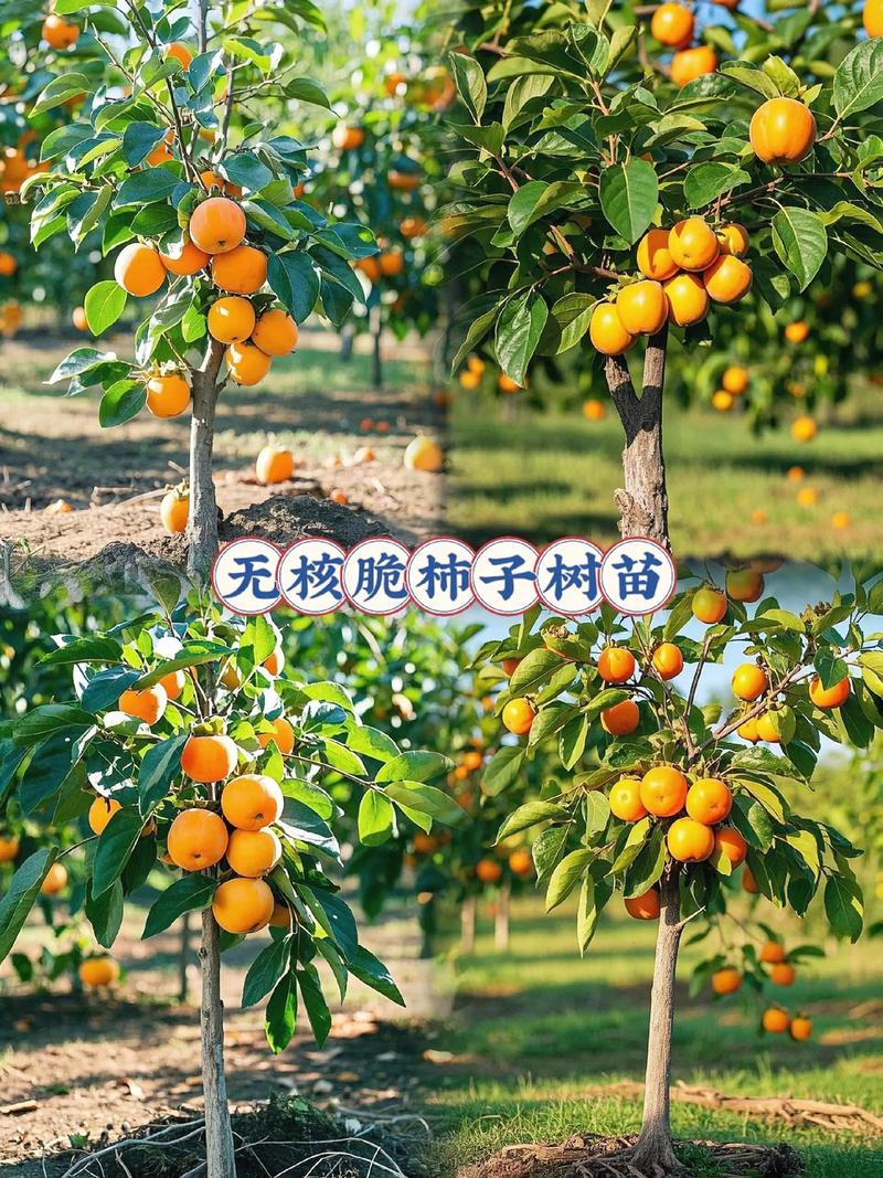 柿子树怎么栽成活率高?牢记这7步,成活率可达95%以上 五、浇定根水:栽完一株立即浇,浇透不积水