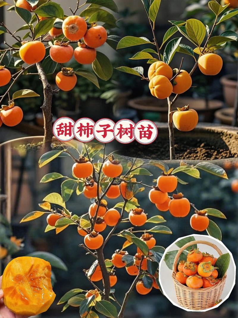 柿子树怎么栽成活率高?牢记这7步,成活率可达95%以上 七、成活注意事项:常见问题与补救措施