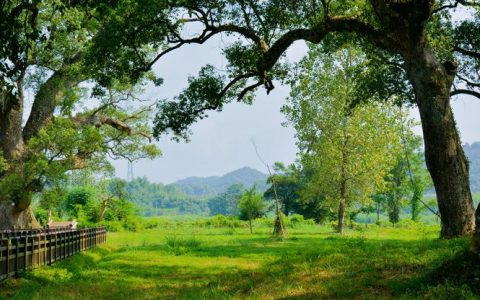 探秘樟树市：园艺植物与园林文化的宝藏之地