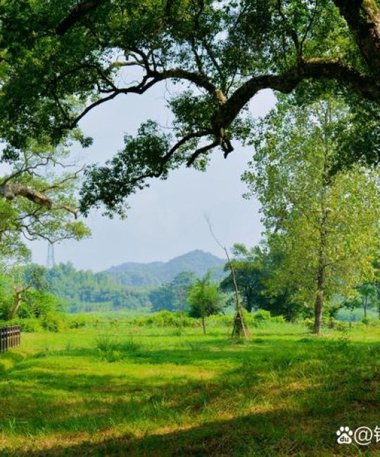 探秘樟树市：园艺植物与园林文化的宝藏之地