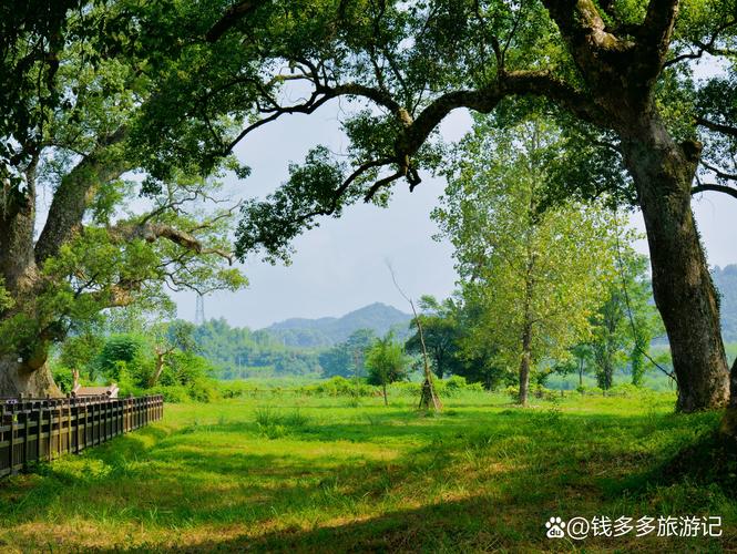 探秘樟树市:园艺植物与园林文化的宝藏之地 香樟:城市绿化的灵魂树种