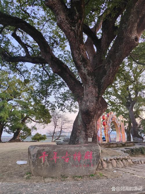 探秘樟树市:园艺植物与园林文化的宝藏之地 中药材植物:从药用到观赏的跨界融合
