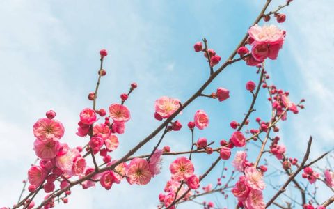梅花什么样子的？一文读懂形态特征与识别要点