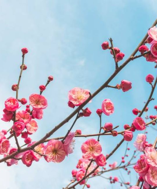 梅花什么样子的？一文读懂形态特征与识别要点