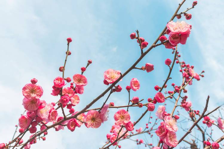 梅花什么样子的?一文读懂形态特征与识别要点 梅花什么样子的?一文读懂形态特征与识别要点