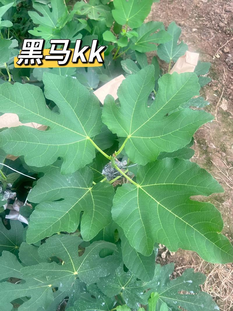 无花果叶子有什么作用?食用、药用与安全须知 药用常识:传统记载中的用途与成分特征