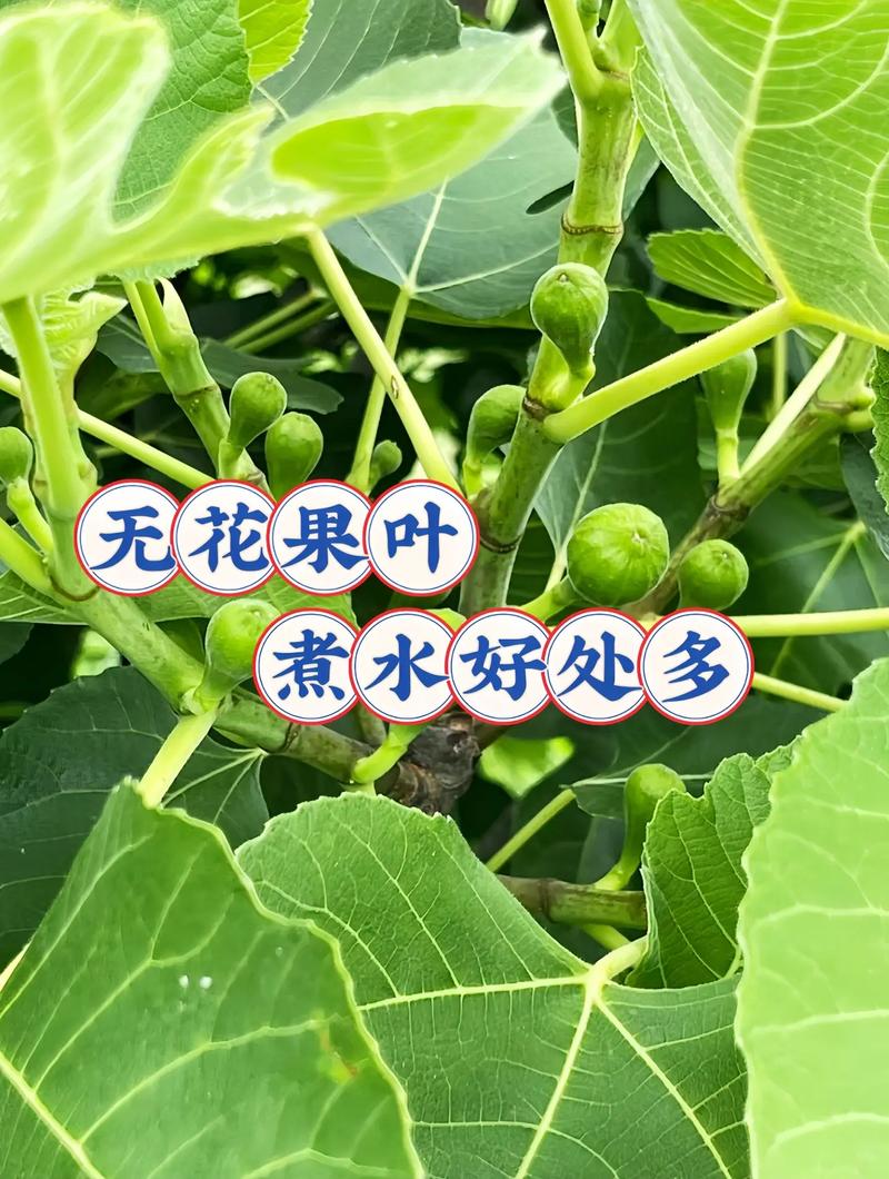 无花果叶子有什么作用?食用、药用与安全须知 安全性板块:必须警惕的三大风险