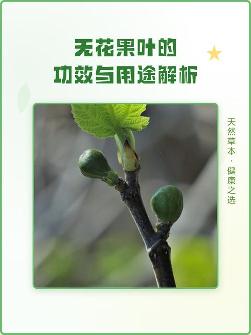 无花果叶子有什么作用?食用、药用与安全须知 总结与重要提醒