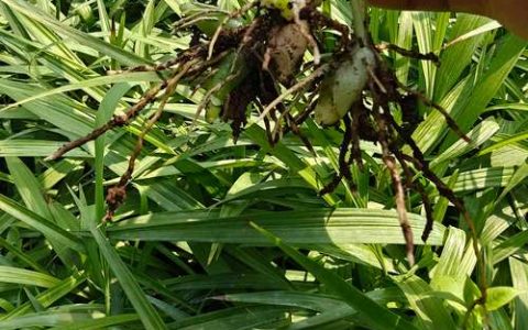 白芨种苗哪里买卖？五个步骤教你避开种苗采购陷阱