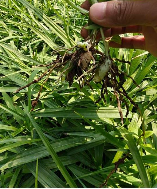 白芨种苗哪里买卖？五个步骤教你避开种苗采购陷阱