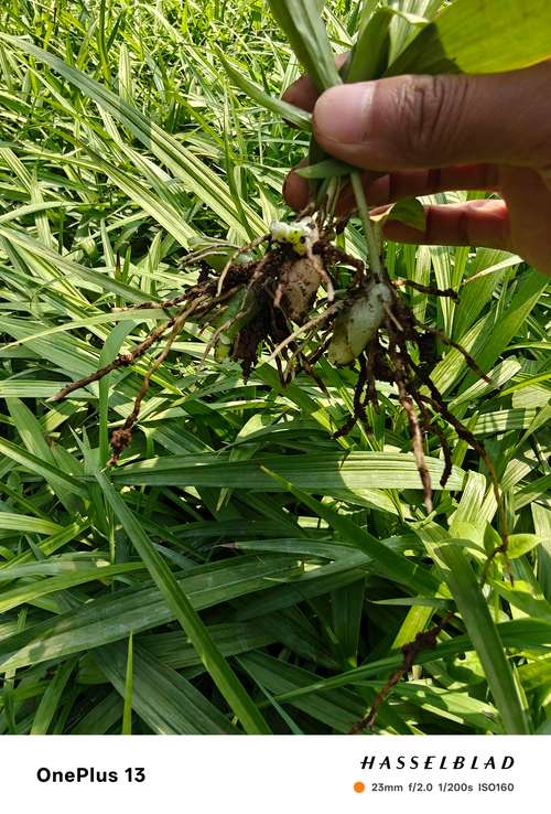 白芨种苗哪里买卖?五个步骤教你避开种苗采购陷阱 白芨种苗哪里买卖?五个步骤教你避开种苗采购陷阱