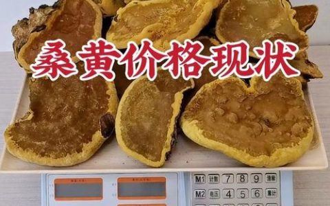 人工种植的桑黄菌价格多少钱一斤？2025年最新报价参考