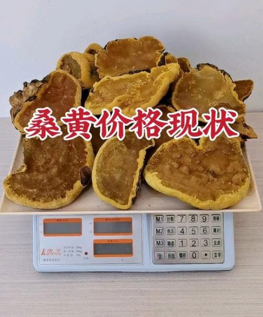 人工种植的桑黄菌价格多少钱一斤？2025年最新报价参考