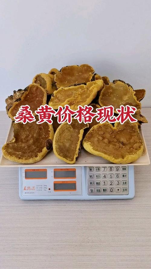 人工种植的桑黄菌价格多少钱一斤?2025年最新报价参考 价格快速参考