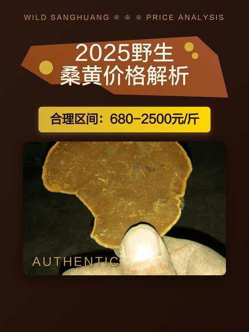 人工种植的桑黄菌价格多少钱一斤?2025年最新报价参考 季节影响价格