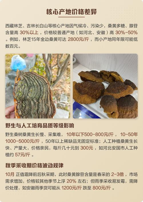 人工种植的桑黄菌价格多少钱一斤?2025年最新报价参考 产地影响价格