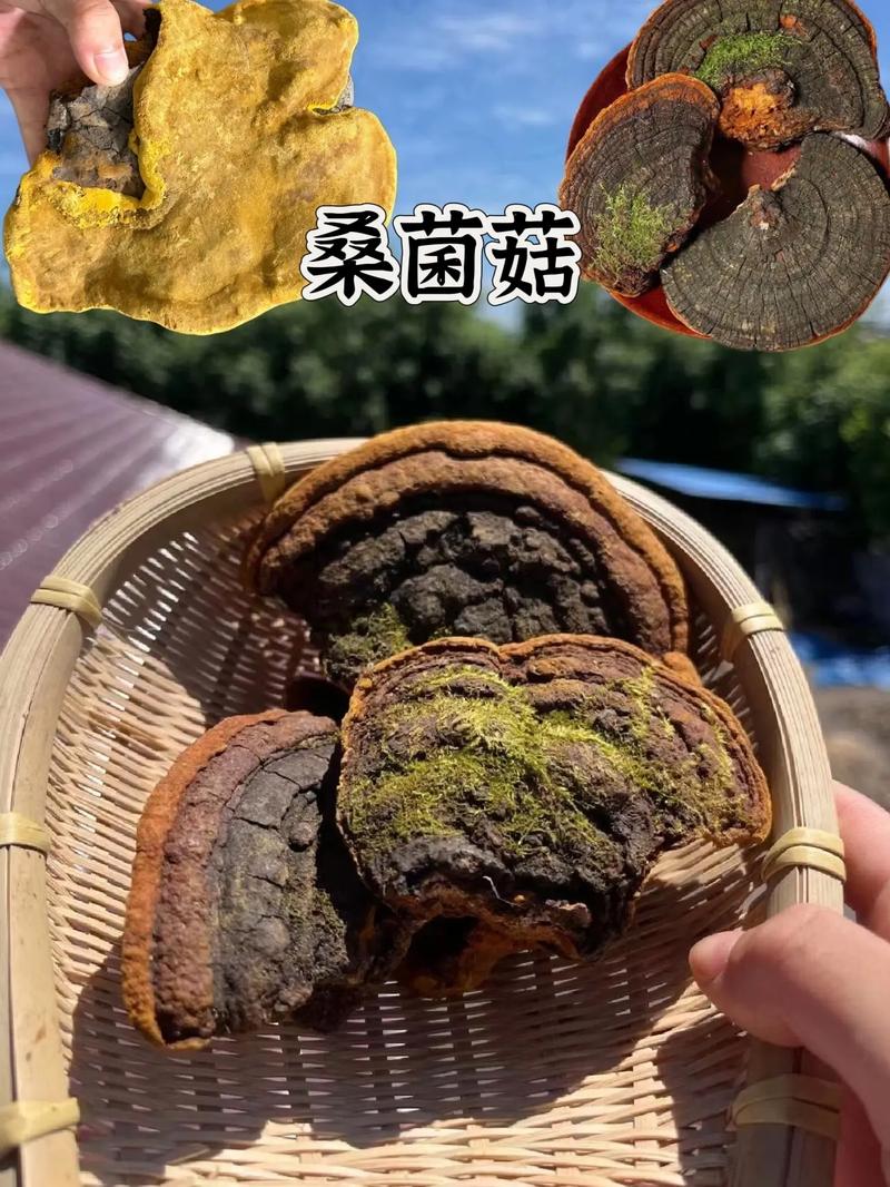 人工种植的桑黄菌价格多少钱一斤?2025年最新报价参考 运输影响价格