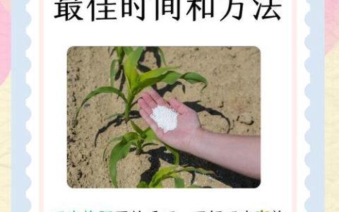 玉米叶面肥什么时候打效果好？掌握3个黄金时期，亩产轻松提升