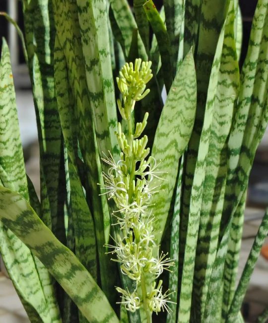 像虎皮兰的植物叫什么？龙舌兰科植物辨识指南