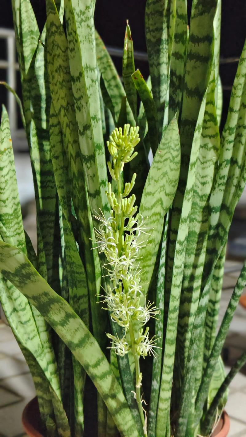 像虎皮兰的植物叫什么?龙舌兰科植物辨识指南 像虎皮兰的植物叫什么?龙舌兰科植物辨识指南