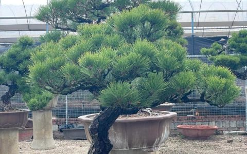 黑松小苗多少钱一颗？2026年最新价格区间与影响因素全解析