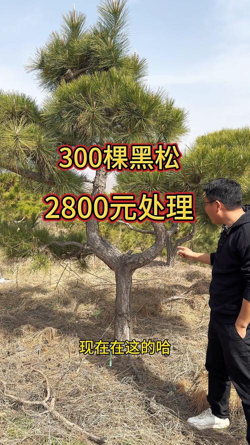 黑松小苗多少钱一颗?2026年最新价格区间与影响因素全解析 产地差异:主产区价格低,远距离采购需加运费