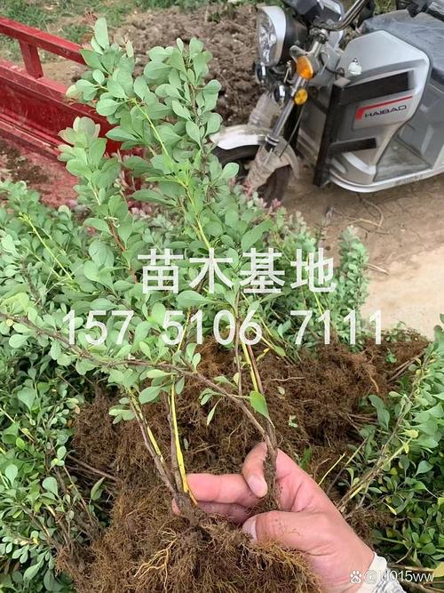 黑松小苗多少钱一颗?2026年最新价格区间与影响因素全解析 如何获取精准报价?按需询价指南