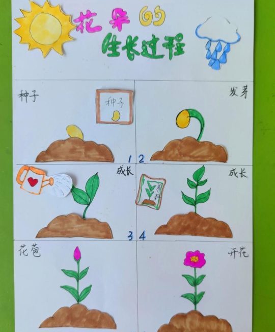 种子是怎么发育来的？从花朵到种子的奇妙旅程