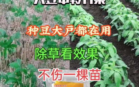 精喹禾灵除草剂除草范围及安全使用指南